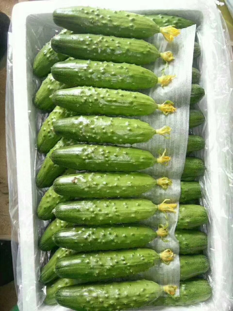 （热销）绥中精品旱黄瓜大量上市产地直供全国发货