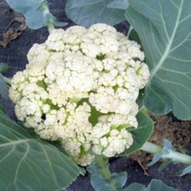 松花菜有机花包上车地头直发诚信合作