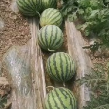 西瓜