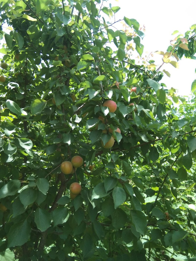 玫香蜜杏苗，早金燕蜜杏，丰圆红杏，本省包邮