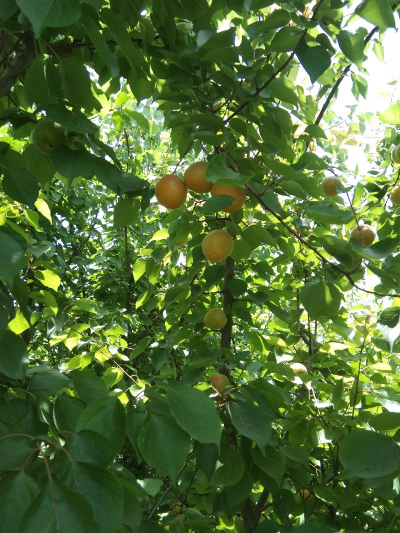 玫香蜜杏苗，早金燕蜜杏，丰圆红杏，本省包邮
