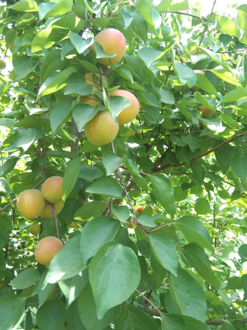 玫香蜜杏苗，早金燕蜜杏，丰圆红杏，本省包邮