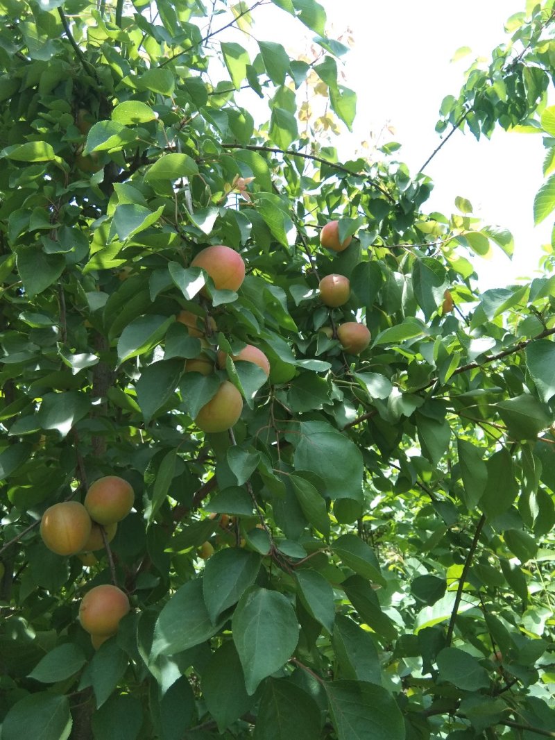 玫香蜜杏苗，早金燕蜜杏，丰圆红杏，本省包邮