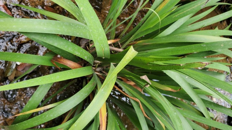 石菖蒲野生石菖蒲