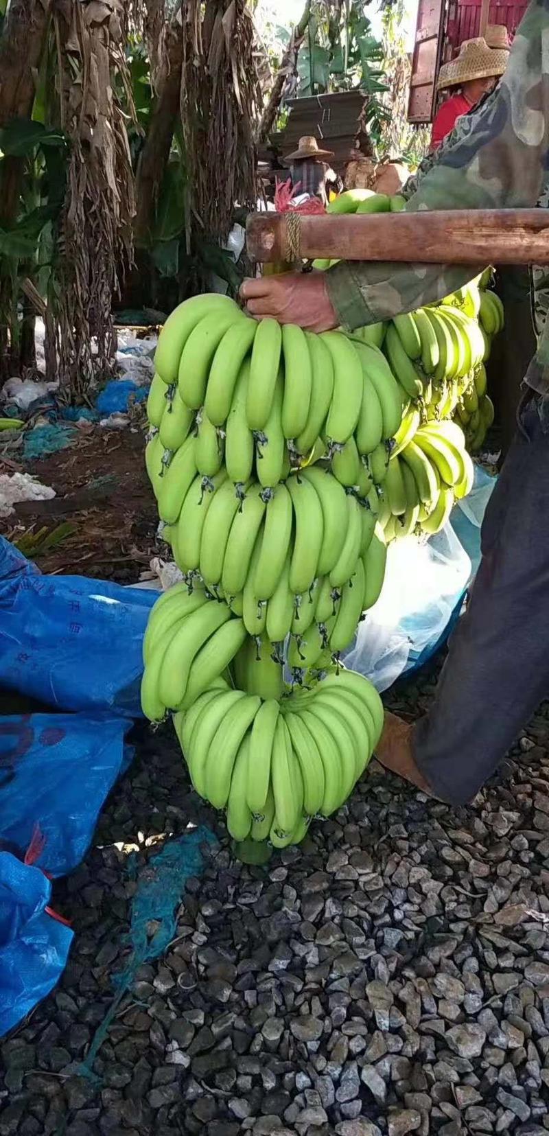 中国大陆徐闻香蕉芭蕉，海南香蕉等大量上市