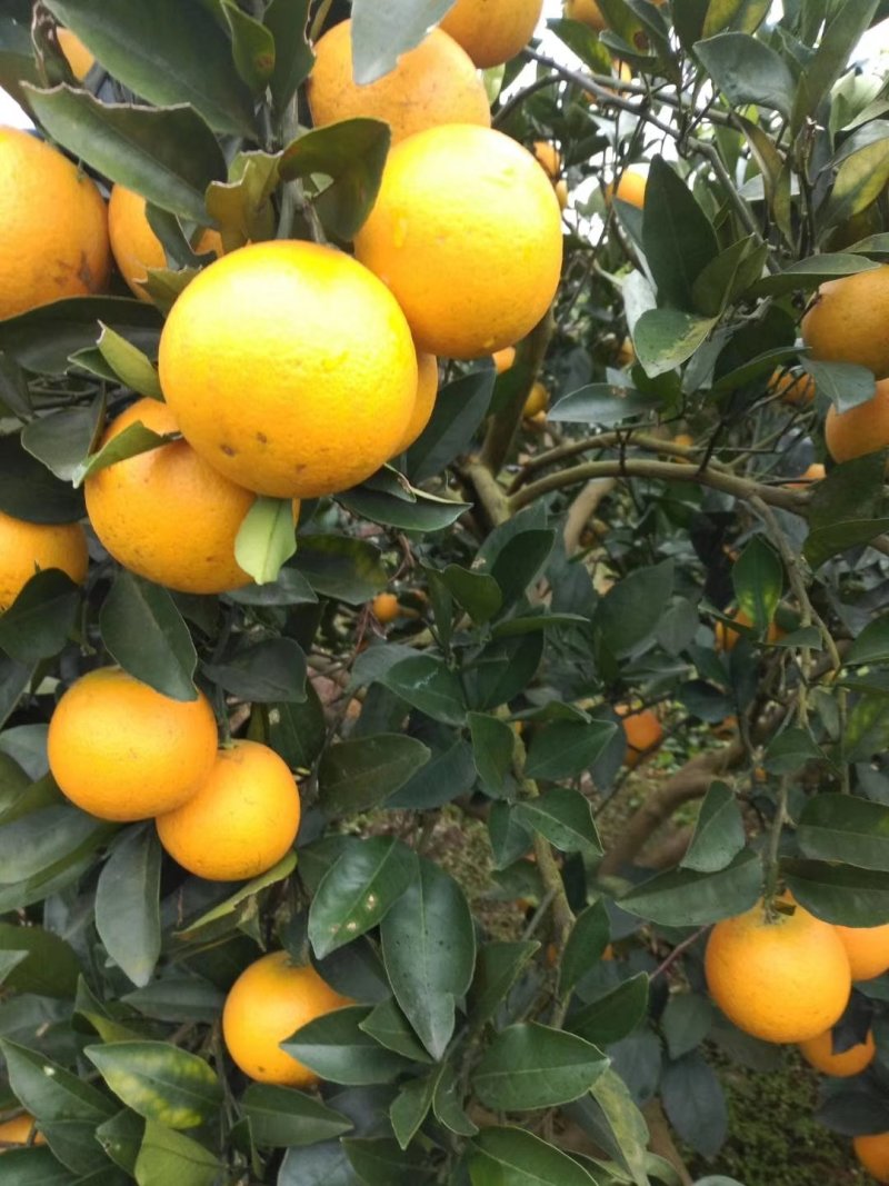 湖南省怀化市芷江侗族自治县禾梨坳乡山地优质冰糖橙。