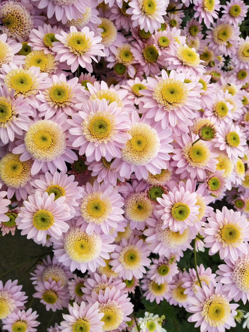 现货秒发！菊花苗绿化的夏菊新乒乓球菊