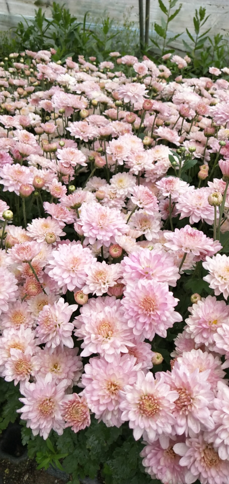 现货秒发！菊花苗绿化的夏菊新乒乓球菊