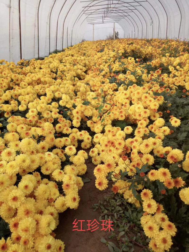 现货秒发！菊花苗绿化的夏菊新乒乓球菊