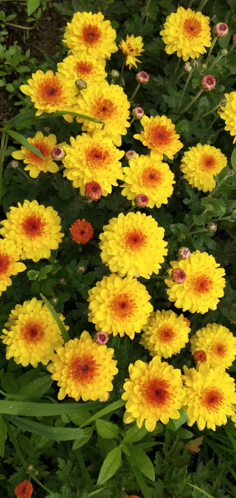 现货秒发！菊花苗绿化的夏菊新乒乓球菊