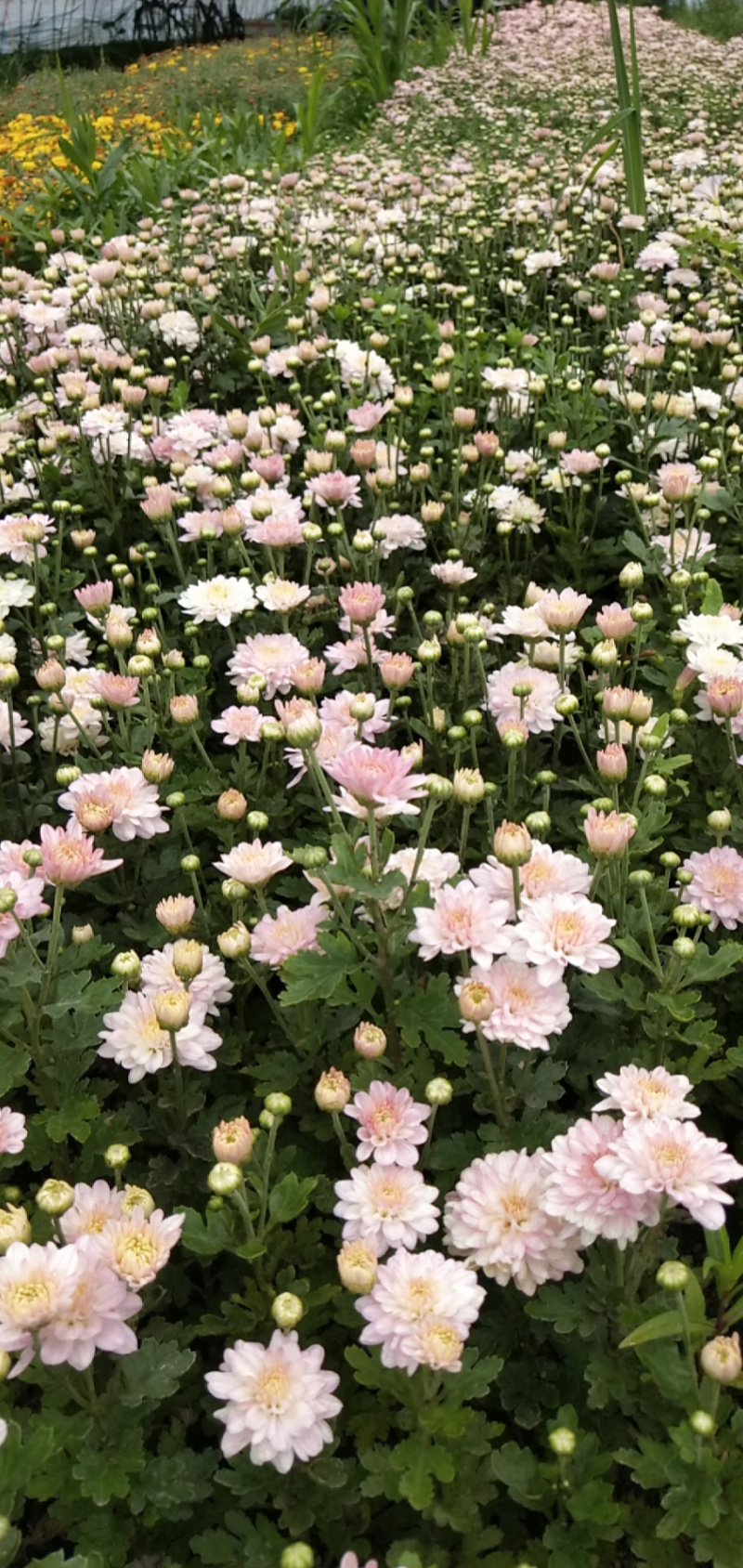 现货秒发！菊花苗绿化的夏菊新乒乓球菊
