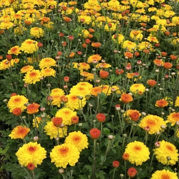 现货秒发！菊花苗绿化的夏菊新乒乓球菊