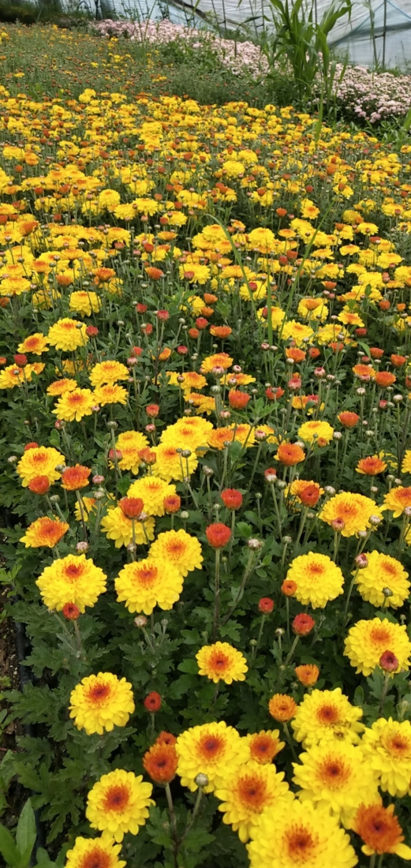 现货秒发！菊花苗绿化的夏菊新乒乓球菊