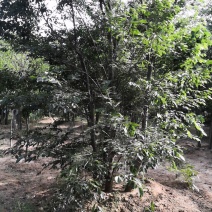 丛生朴树单杆6-8厘米高度5米丛生朴树价格旺运苗木这里便