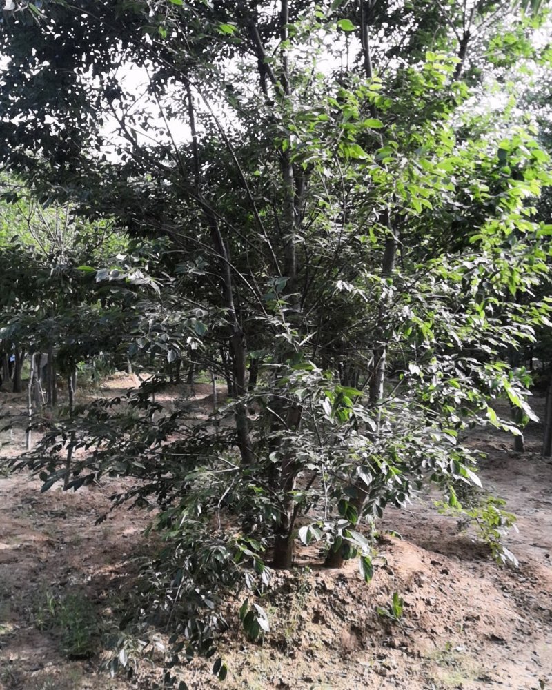 丛生朴树单杆6-8厘米高度5米丛生朴树价格旺运苗木这里便