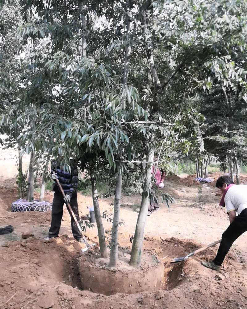 丛生朴树单杆6-8厘米高度5米丛生朴树价格旺运苗木这里便