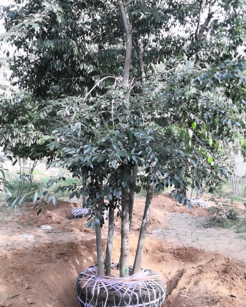 丛生朴树单杆6-8厘米高度5米丛生朴树价格旺运苗木这里便