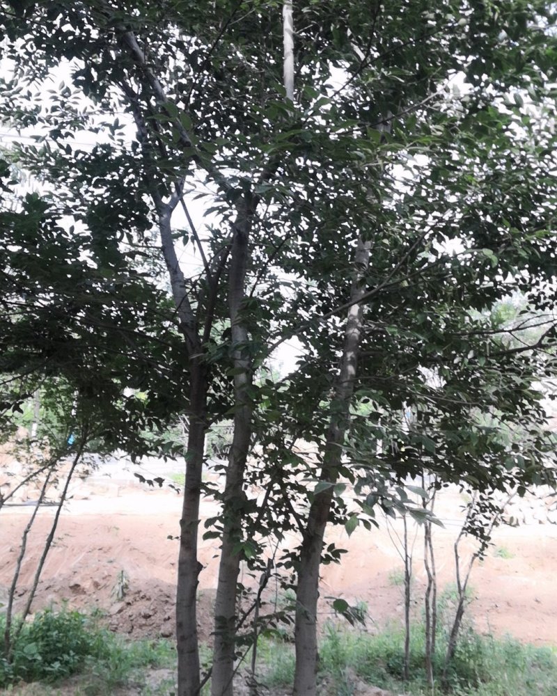 丛生朴树单杆6-8厘米高度5米丛生朴树价格旺运苗木这里便