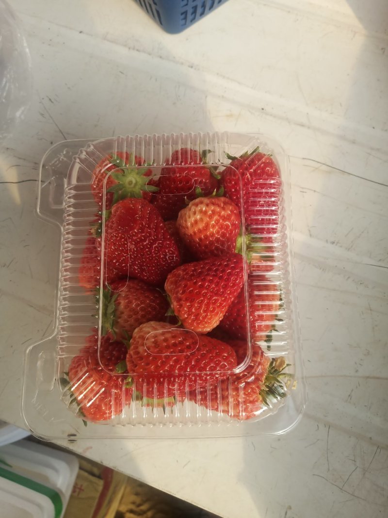 红颜草莓
