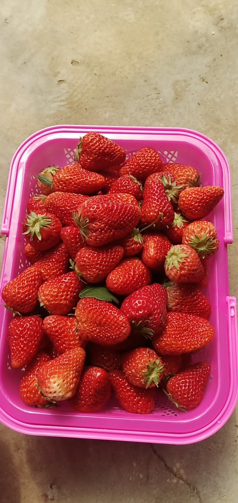 红颜草莓
