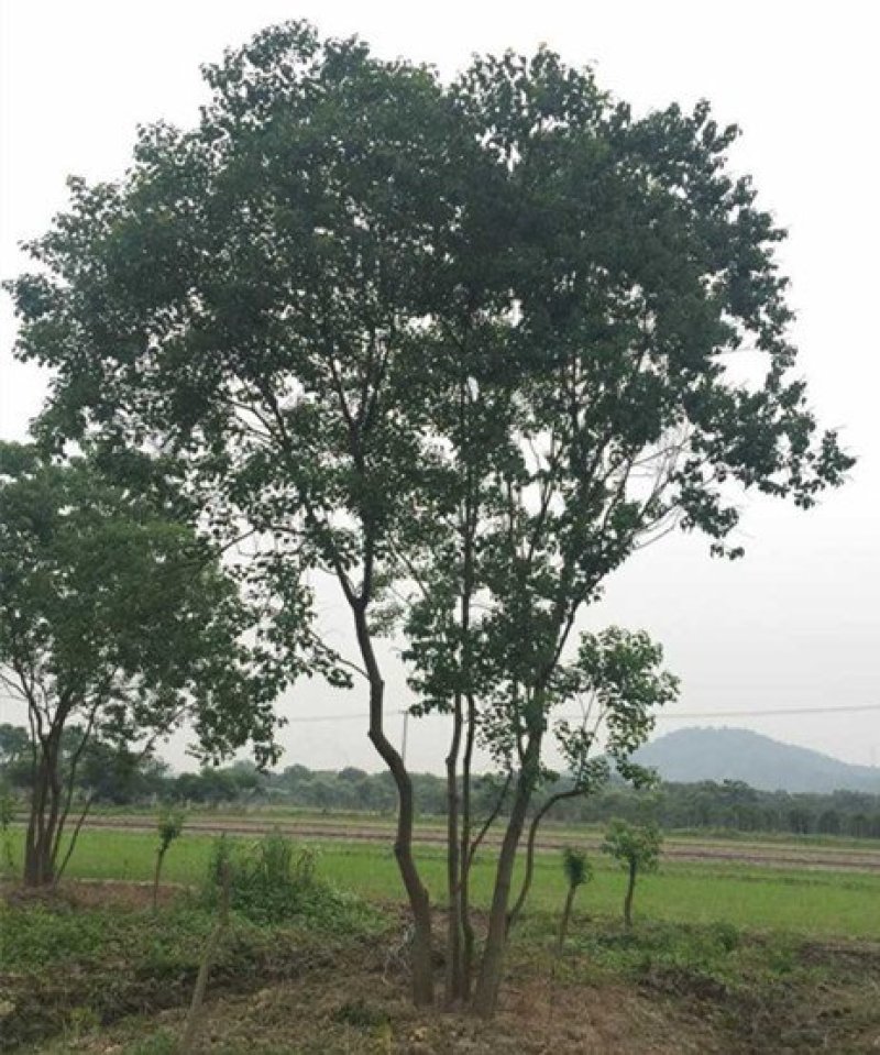 乌桕..一手货源自家苗圃绿化种植大量批发