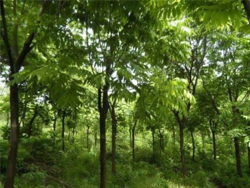 乌桕..一手货源自家苗圃绿化种植大量批发