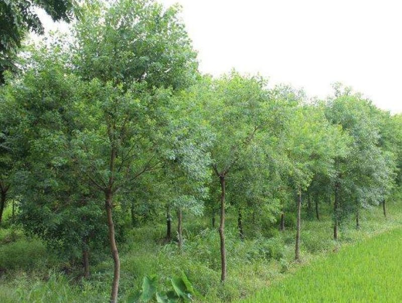 乌桕..一手货源自家苗圃绿化种植大量批发