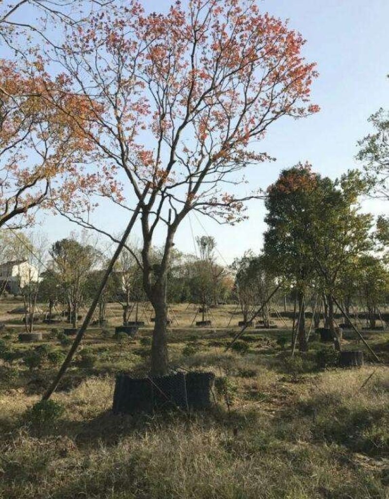 乌桕..一手货源自家苗圃绿化种植大量批发