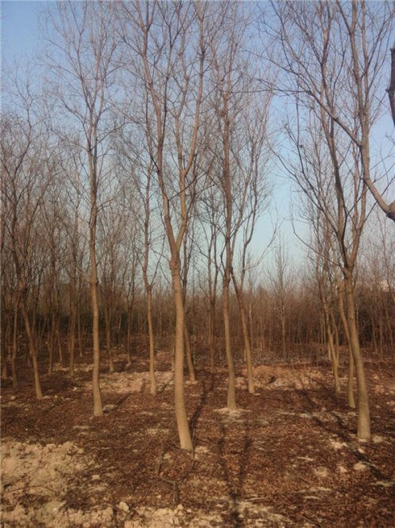 乌桕..一手货源自家苗圃绿化种植大量批发