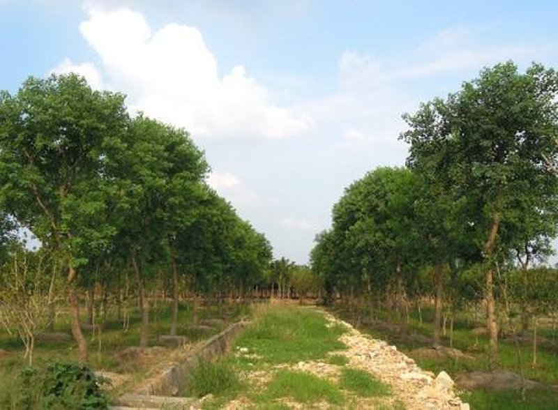 乌桕..一手货源自家苗圃绿化种植大量批发