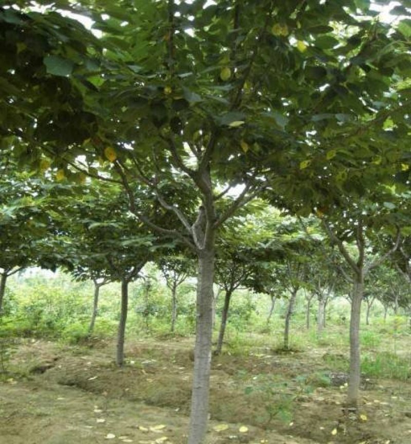 乌桕..一手货源自家苗圃绿化种植大量批发