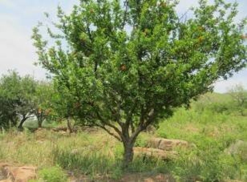 石榴树..一手货源自家苗圃绿化种植大量批发