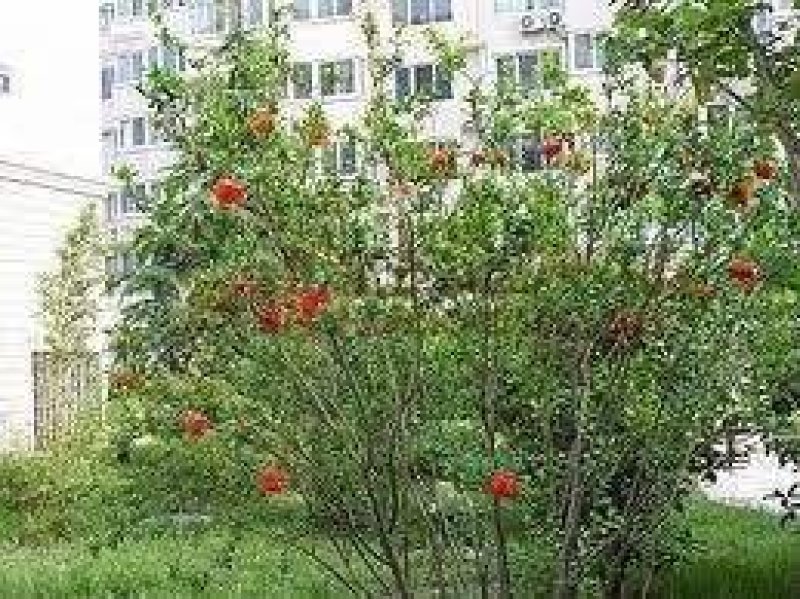 石榴树..一手货源自家苗圃绿化种植大量批发