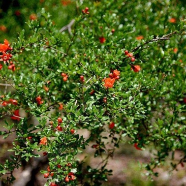 石榴树..一手货源自家苗圃绿化种植大量批发