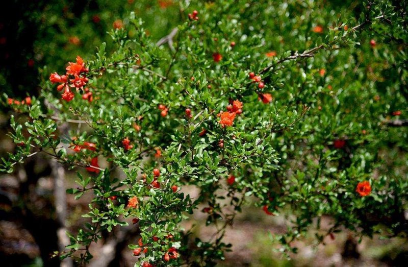 石榴树..一手货源自家苗圃绿化种植大量批发
