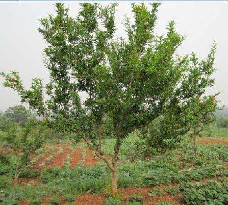 石榴树..一手货源自家苗圃绿化种植大量批发