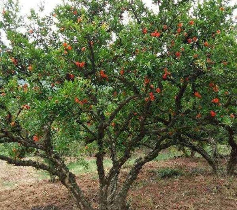 石榴树..一手货源自家苗圃绿化种植大量批发