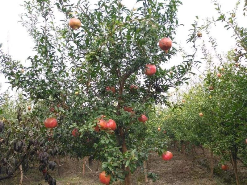 石榴树..一手货源自家苗圃绿化种植大量批发