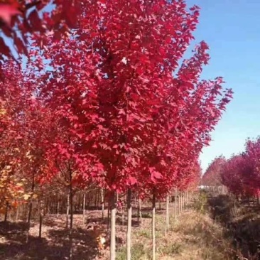 红枫..一手货源自家苗圃绿化种植大量批发