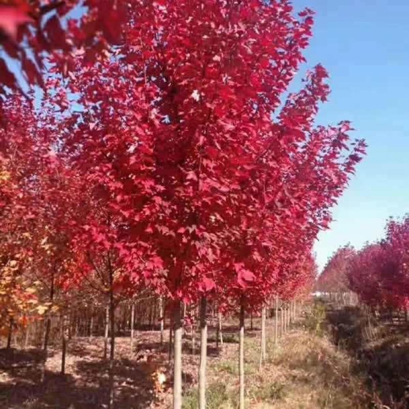 红枫..一手货源自家苗圃绿化种植大量批发
