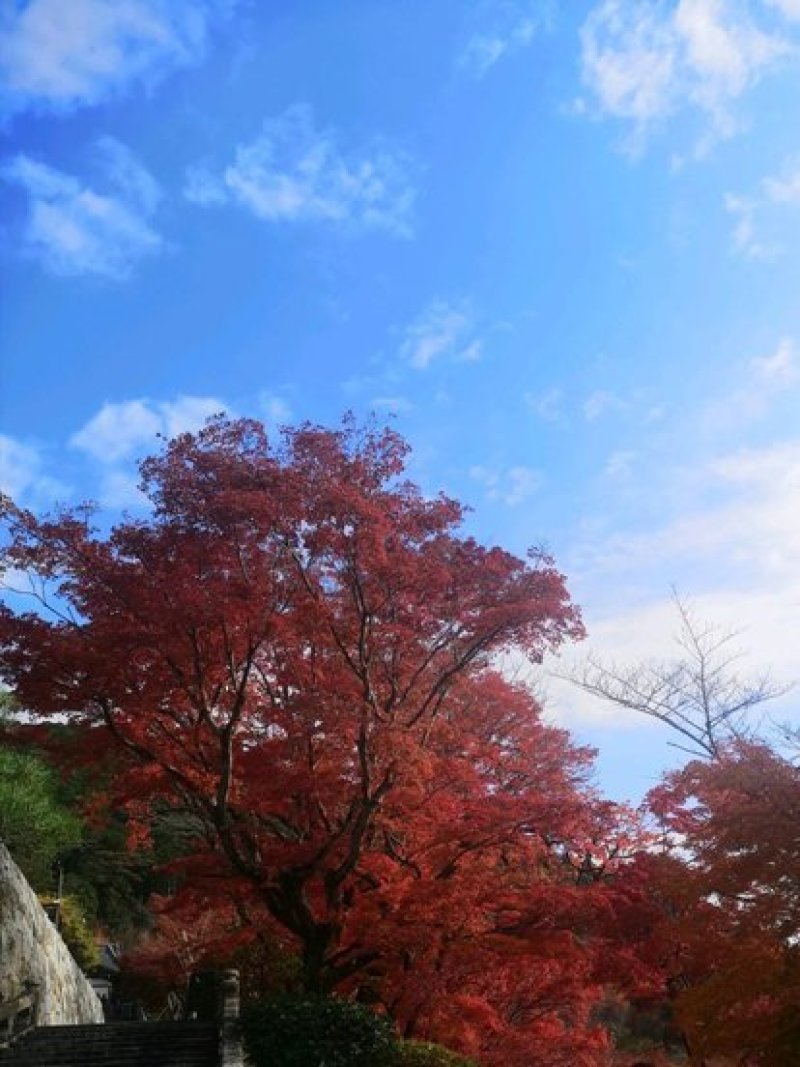 红枫..一手货源自家苗圃绿化种植大量批发