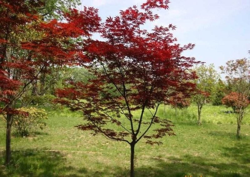 红枫..一手货源自家苗圃绿化种植大量批发