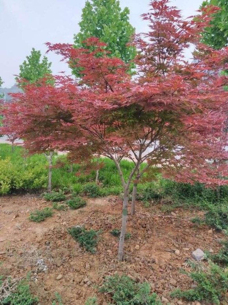 红枫..一手货源自家苗圃绿化种植大量批发