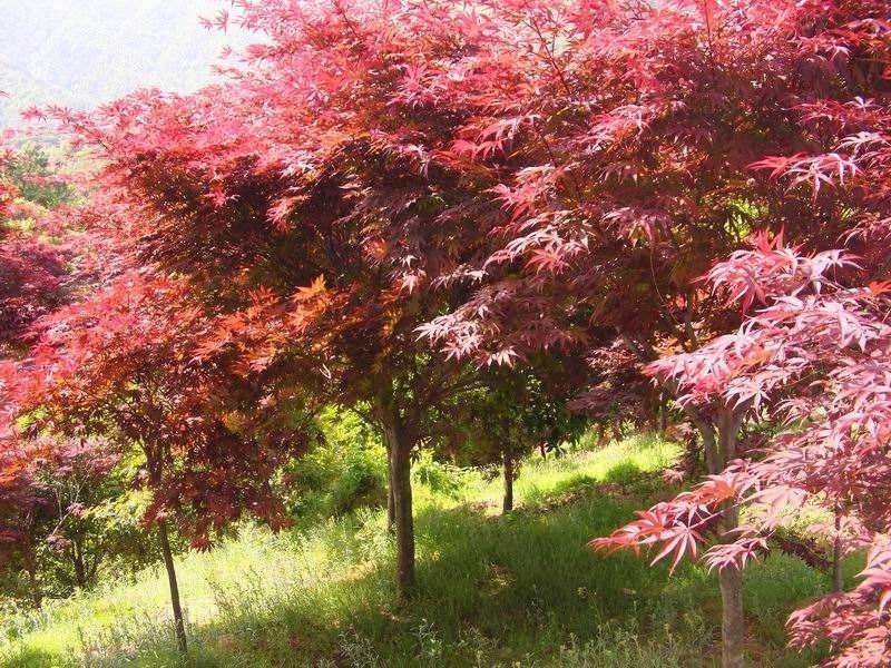 红枫..一手货源自家苗圃绿化种植大量批发