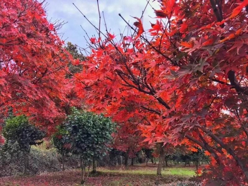 红枫..一手货源自家苗圃绿化种植大量批发
