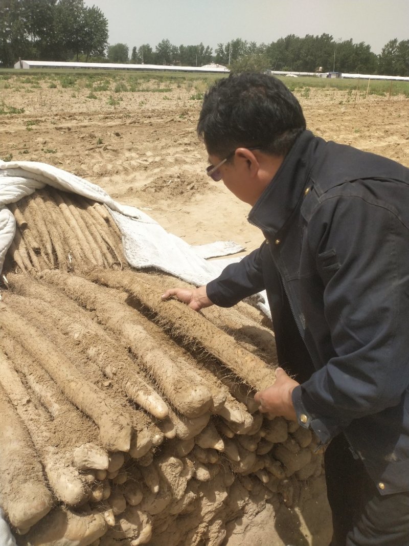 优质九斤黄山药已大量上市