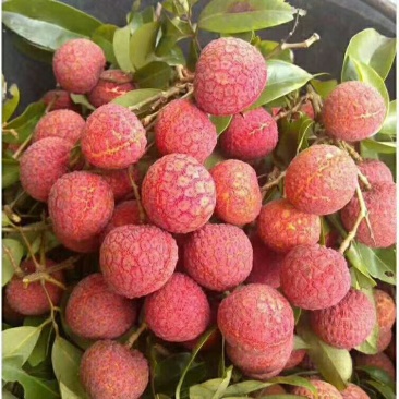 大唐荔乡，高州荔枝，现摘现卖