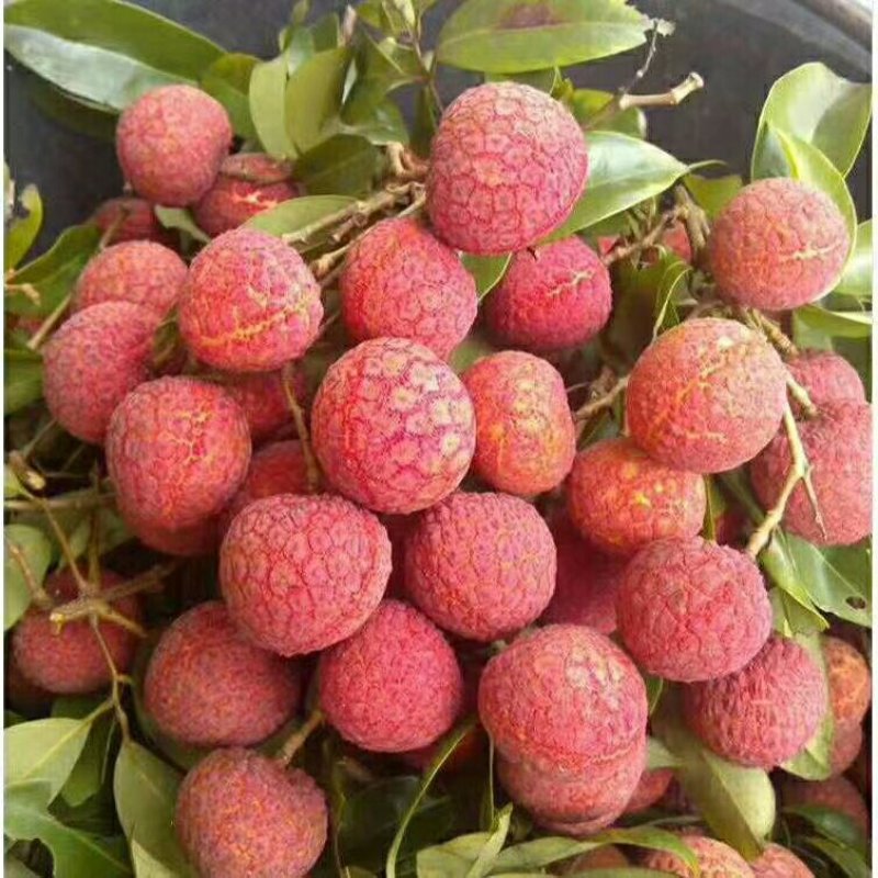 大唐荔乡，高州荔枝，现摘现卖