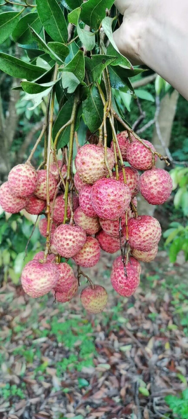 大唐荔乡，高州荔枝，现摘现卖