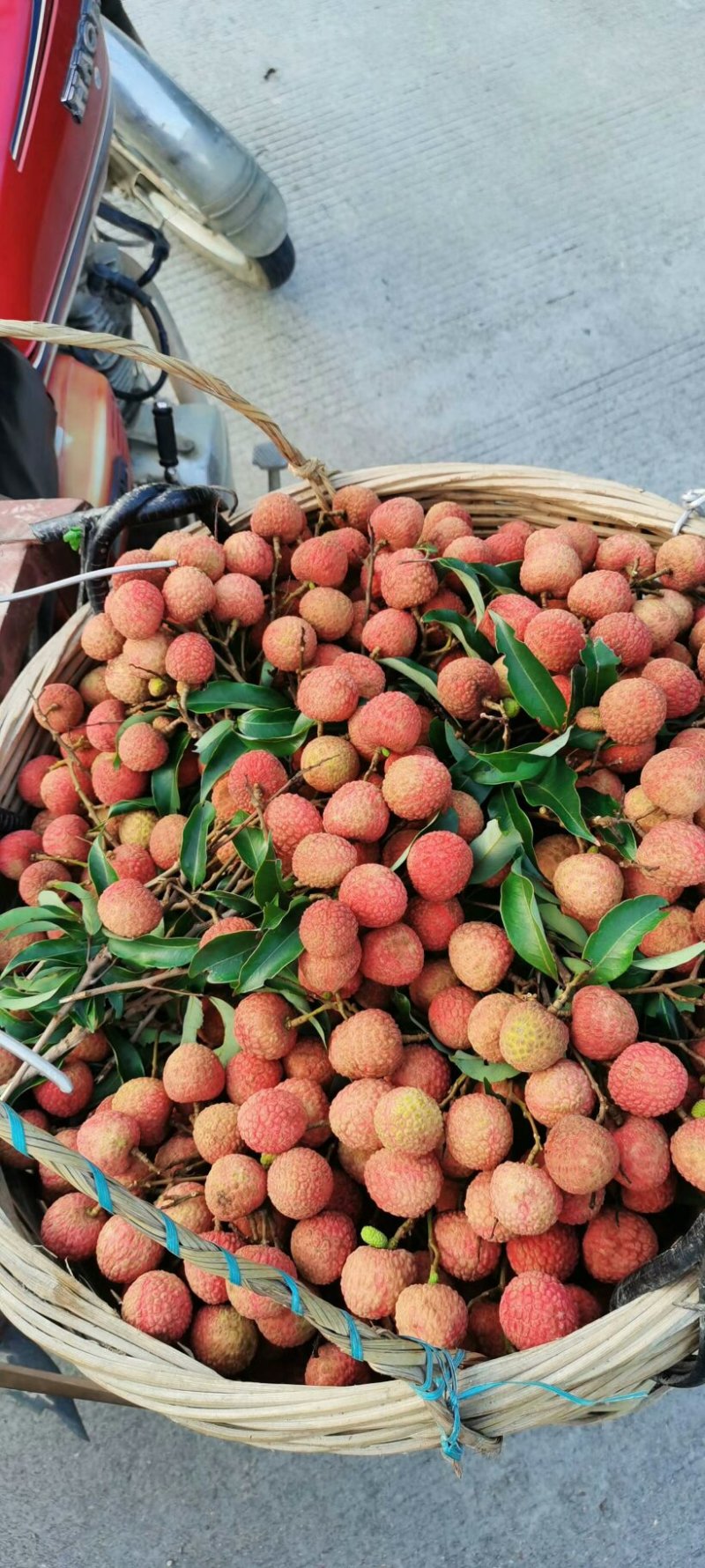 大唐荔乡，高州荔枝，现摘现卖